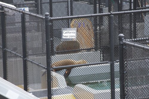 Marine Mammal Center