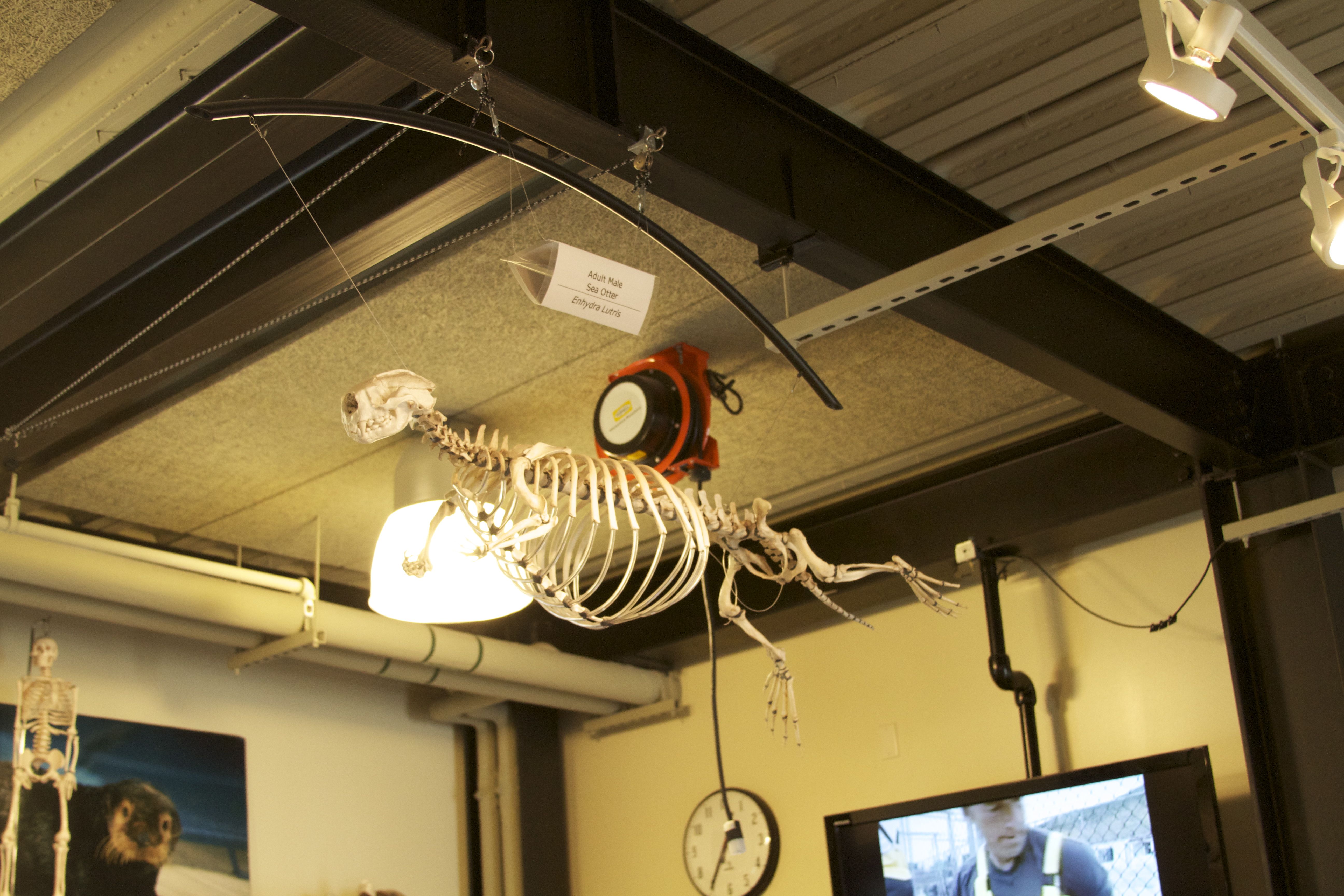 Marine Mammal Center