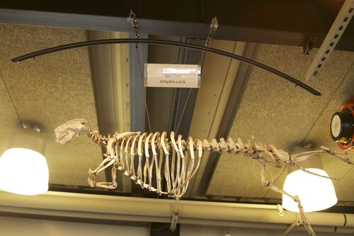 Marine Mammal Center