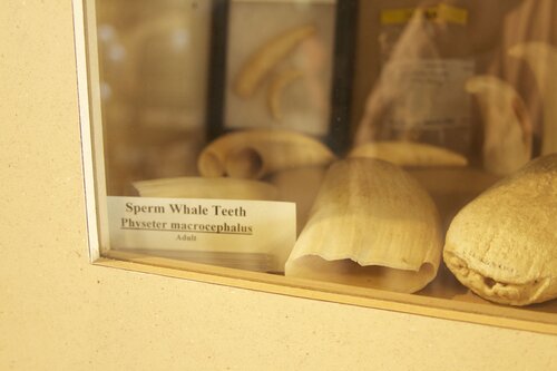 Marine Mammal Center