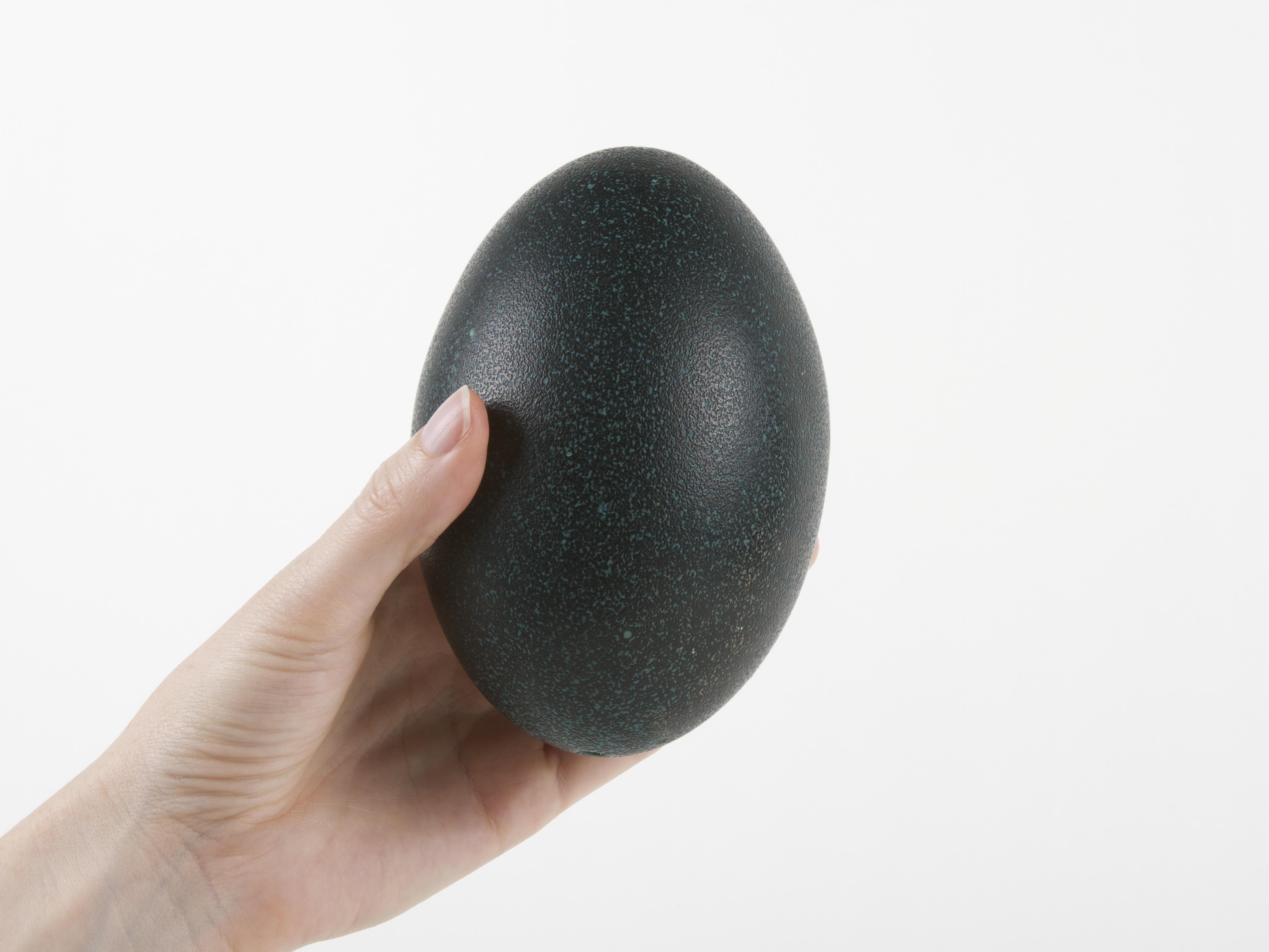 emu egg