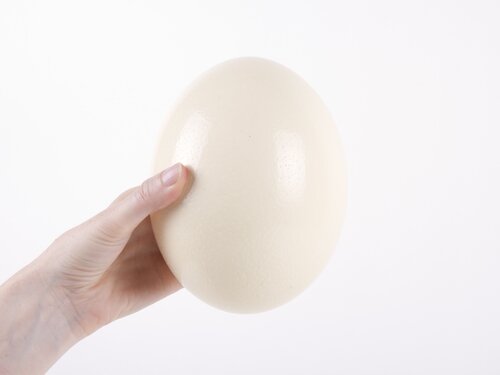 ostrich egg