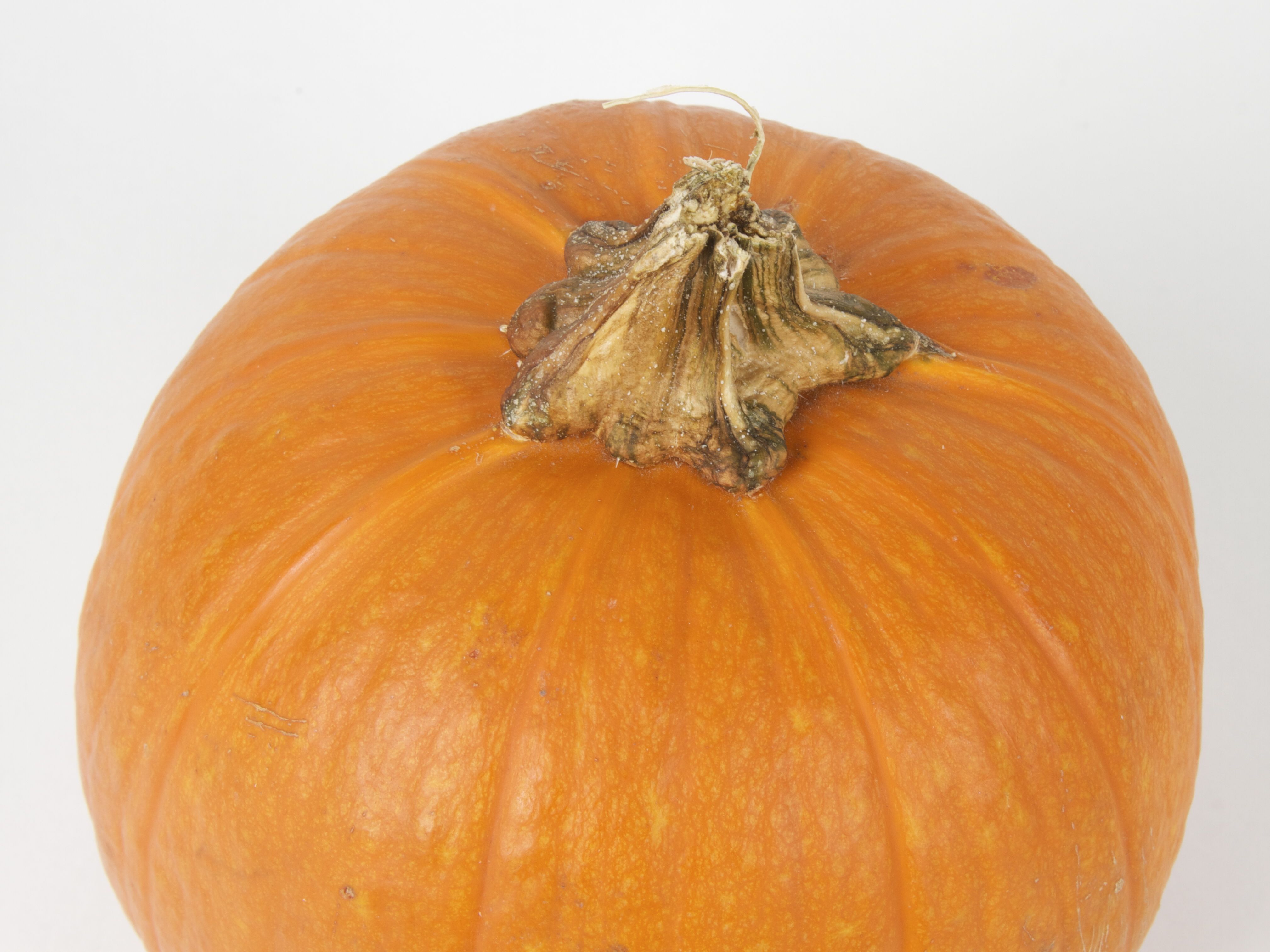Rough pumpkin stem