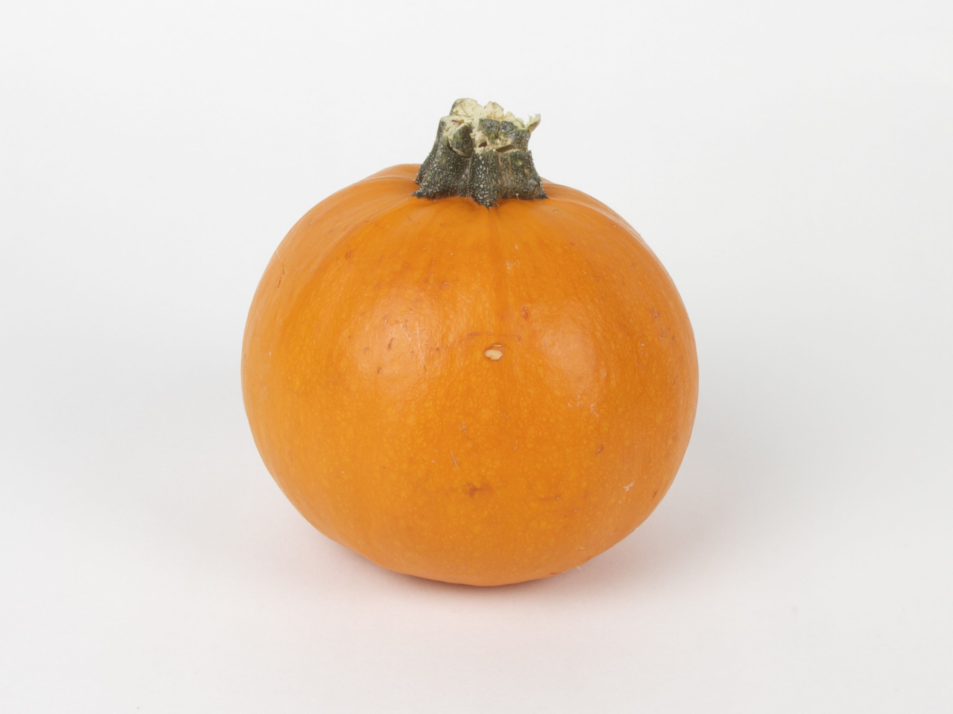Pumpkin with rough stem