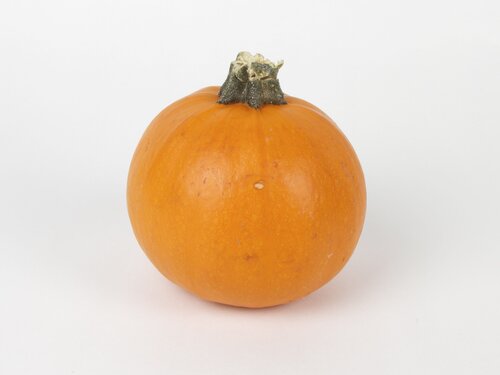 Pumpkin with rough stem