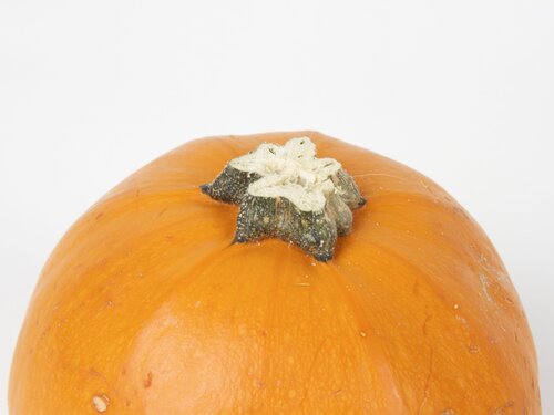 Pumpkin with stem trimmed and smoothed