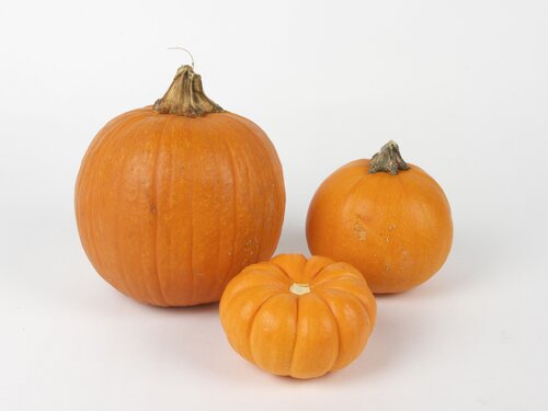 appropriately sized pumpkins