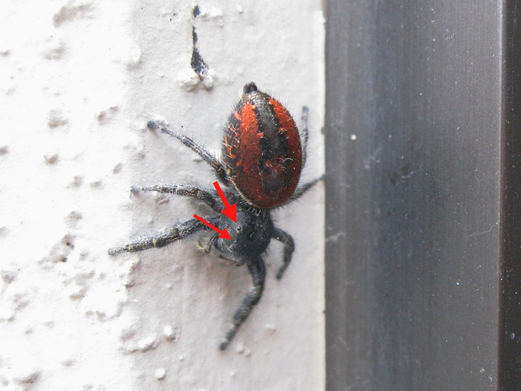 Red-backed Jumping Spider 5b