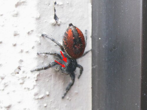 Red Jumping Spider 5 (annotated)