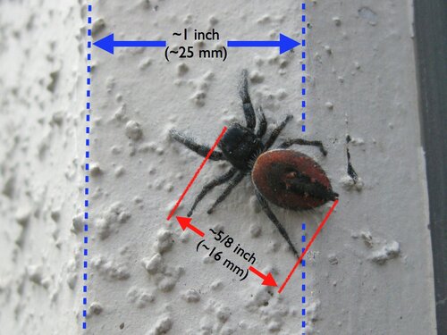 Red Jumping Spider 4 (annotated)
