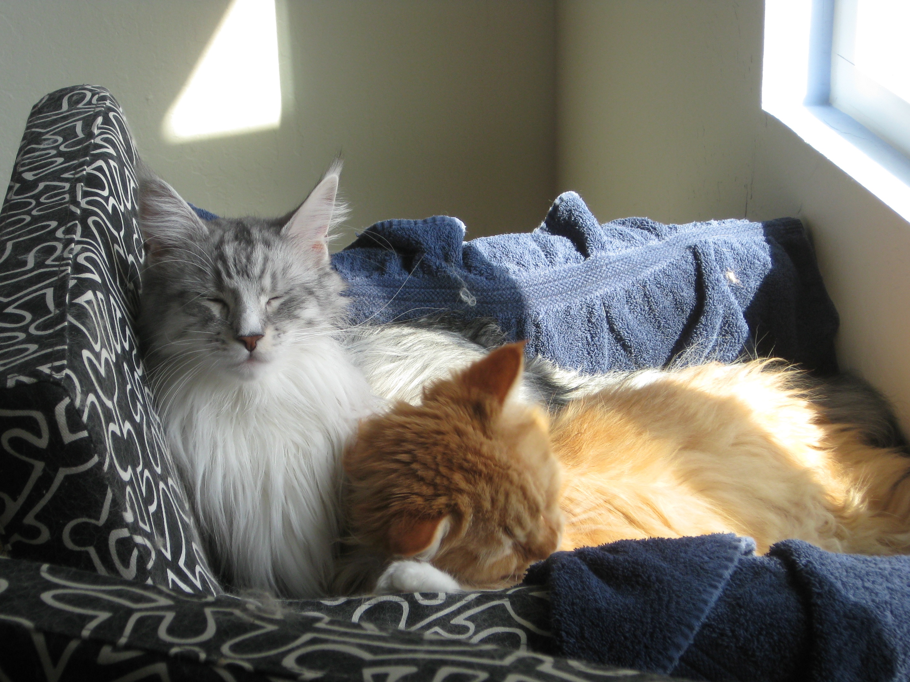 Rachael and JellyBean, happy sleepy sunbeam mode