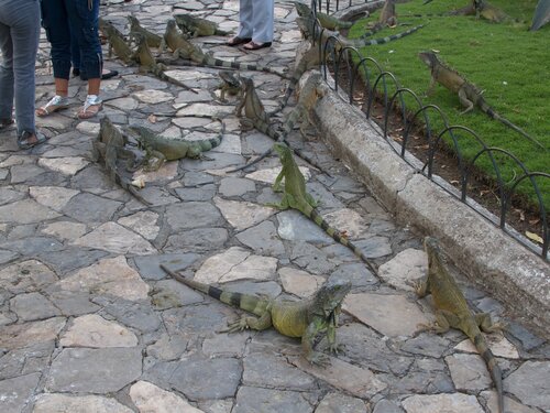 Iguanas 4