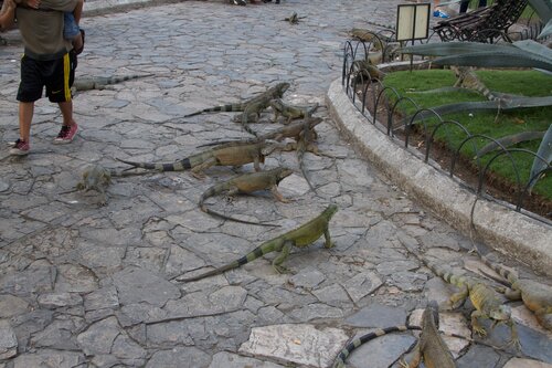Iguanas 17