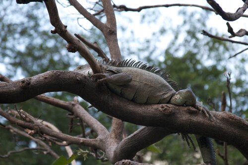 Iguanas 11