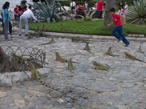 Iguanas 2