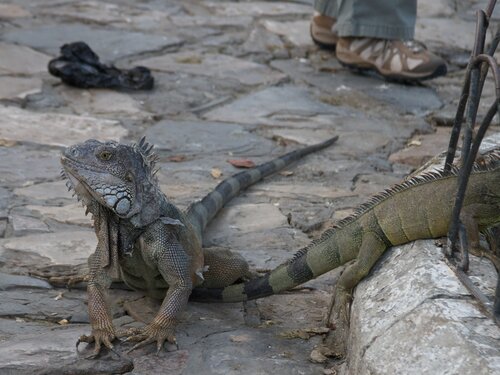 Iguanas 7