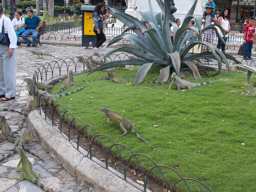 Iguanas 5