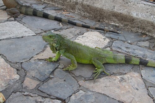Iguanas 10