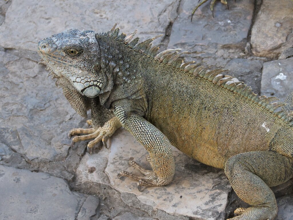 Iguanas 14