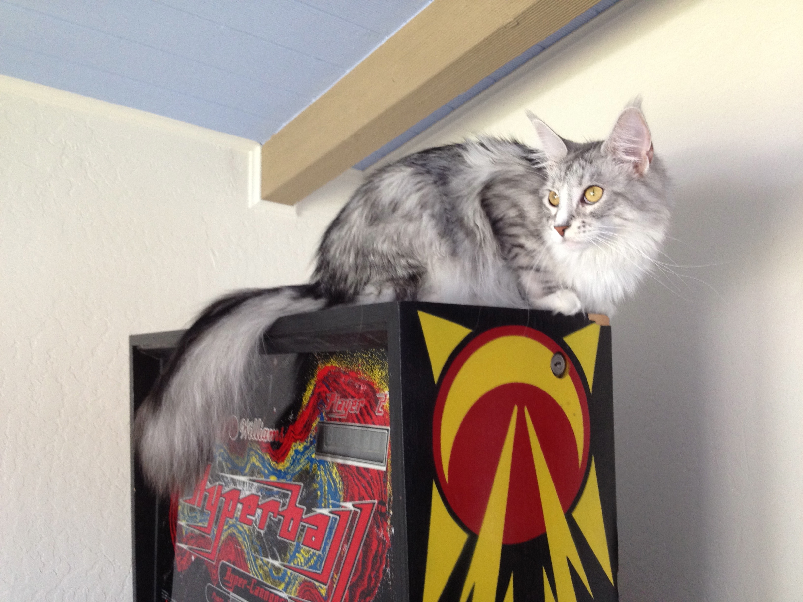 Rachael in her natural habitat