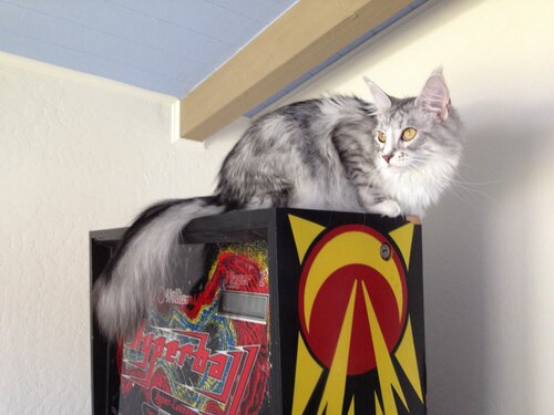 Rachael in her natural habitat