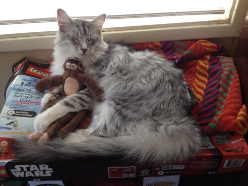 Rachael by the window with her favorite toy