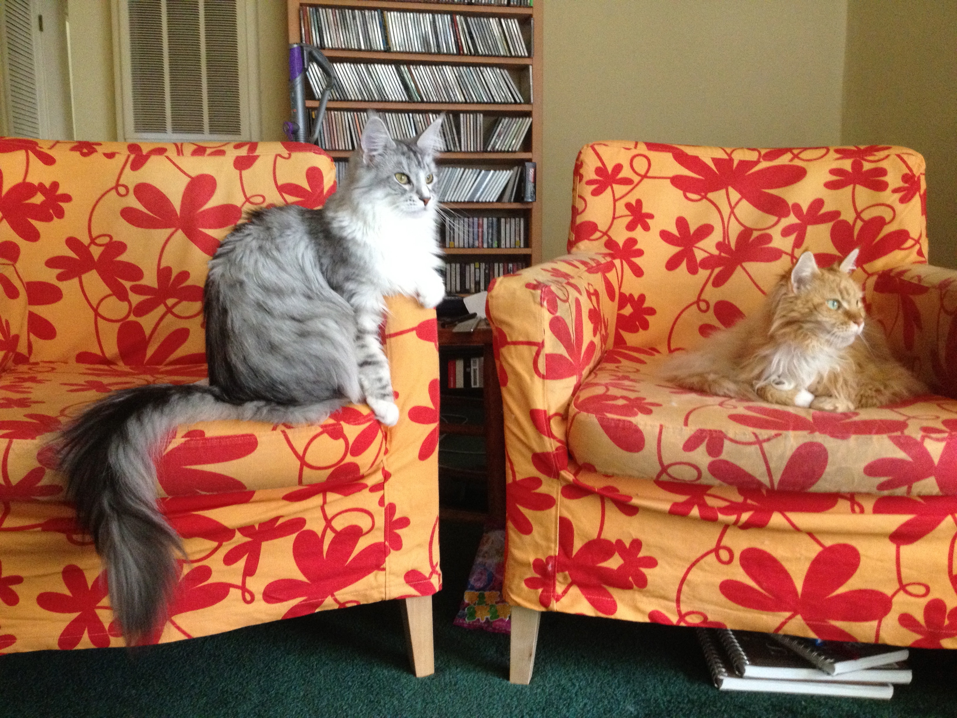 Rachael & Jellybean looking out the window