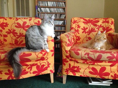 Rachael & Jellybean looking out the window