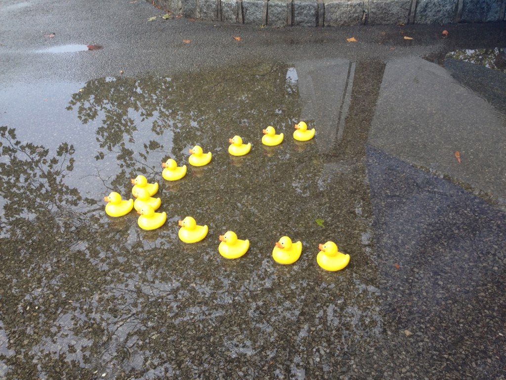 Rubber Duckies in Formation