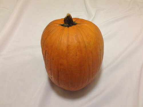 Appropriately shaped pumpkin