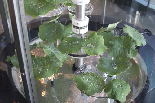 water droplets on hydrophobic leaves