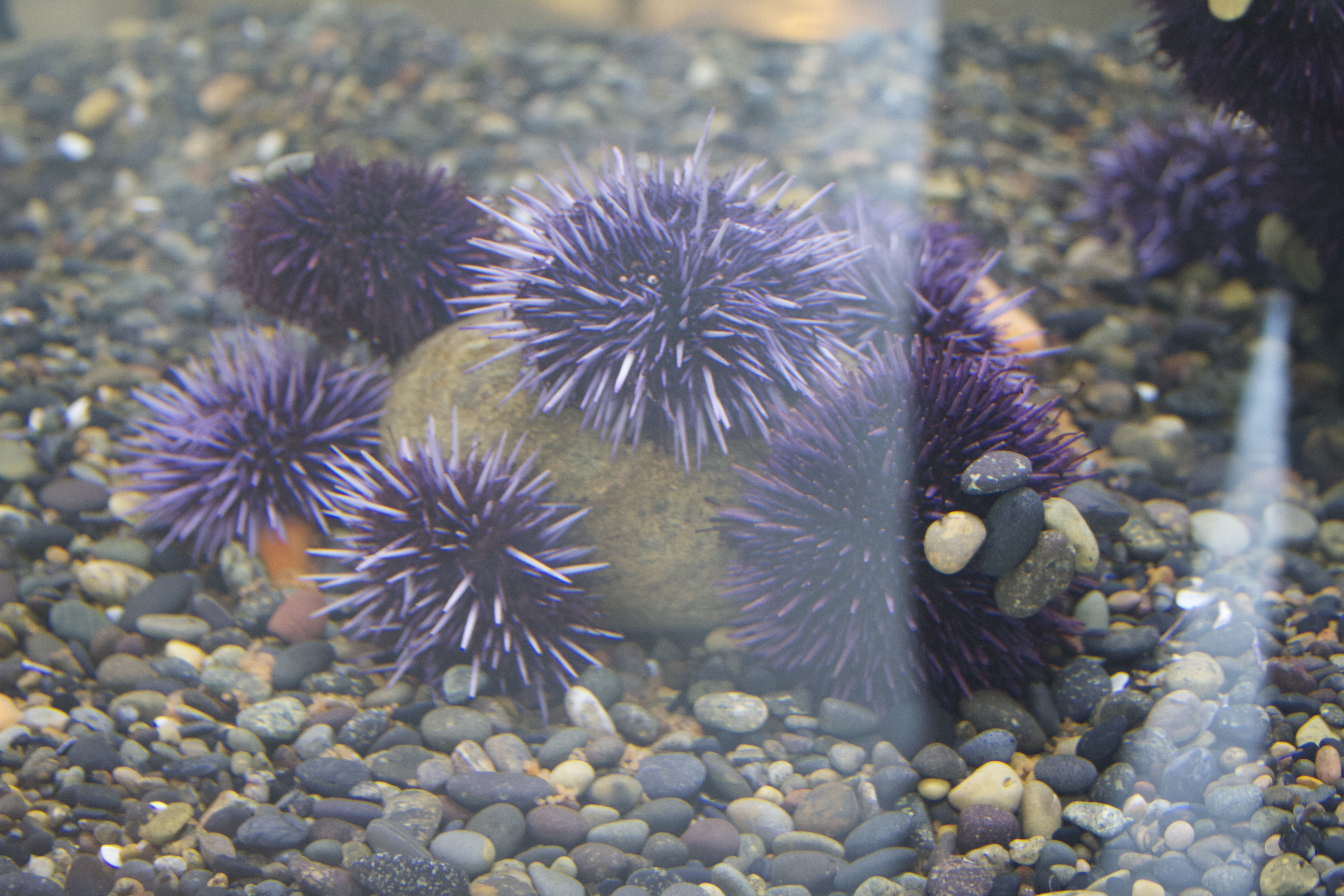 Sea Urchins