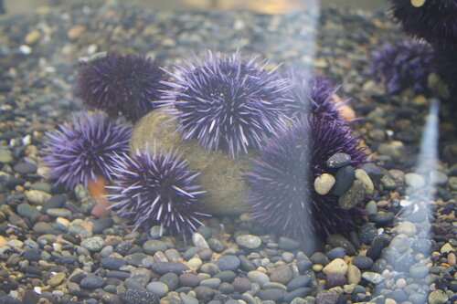 Sea Urchins