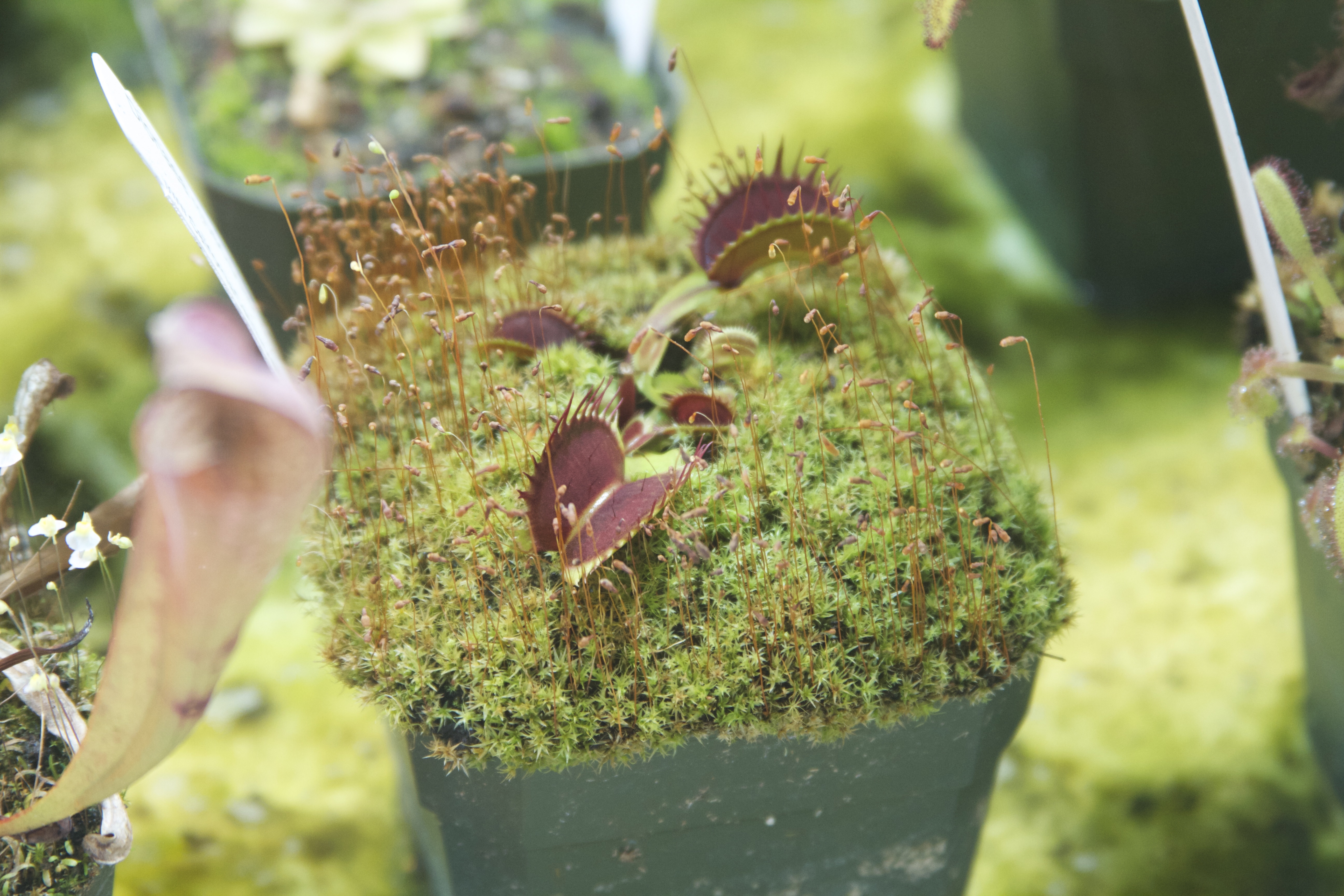 Carnivorous plants
