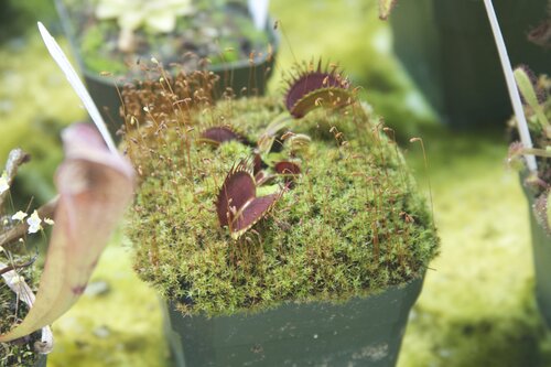 Carnivorous plants