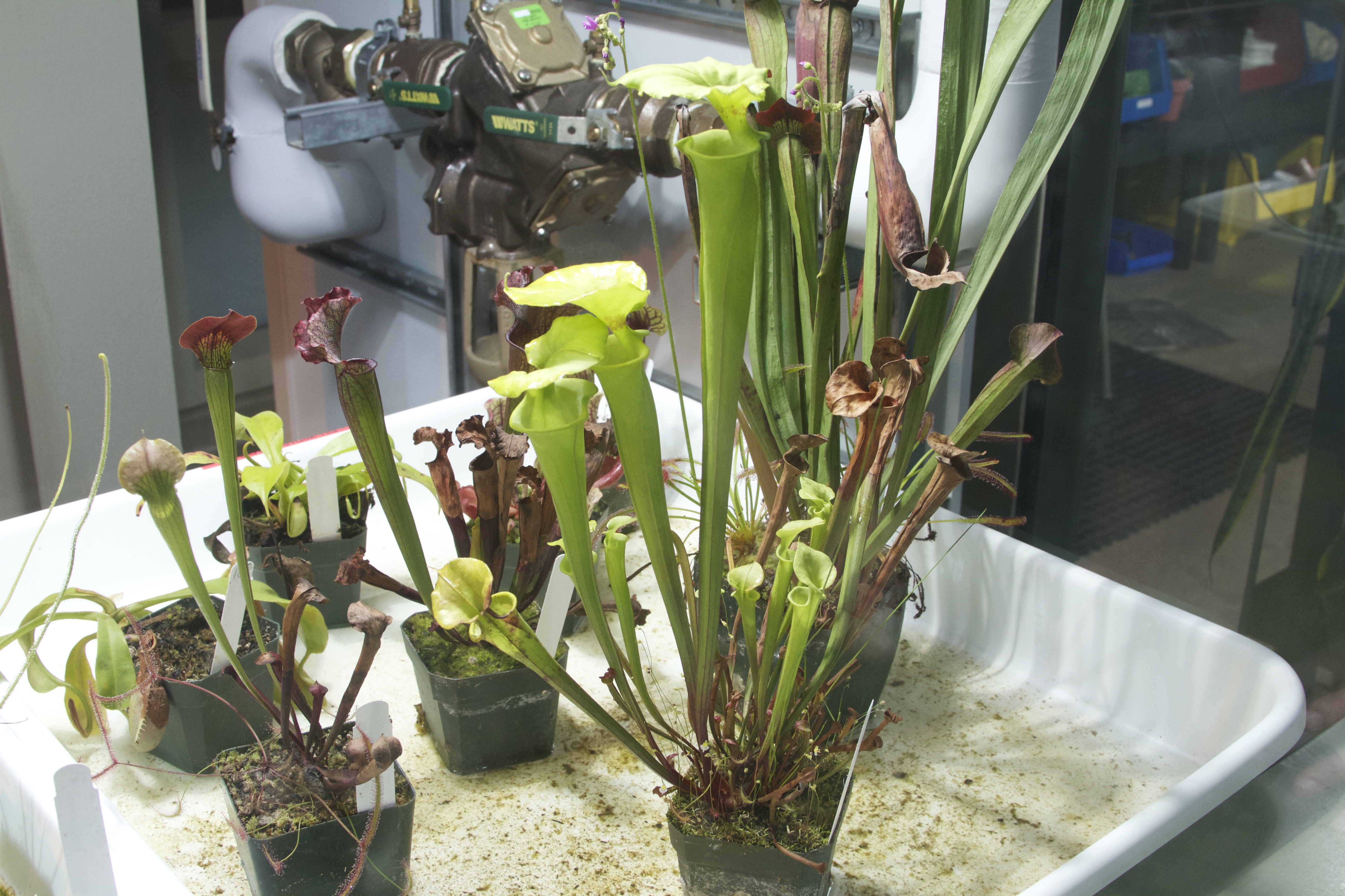 Carnivorous plants