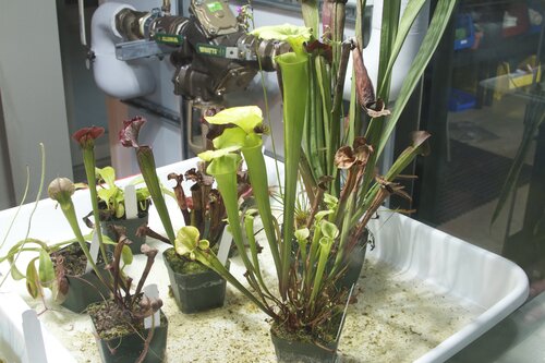 Carnivorous plants