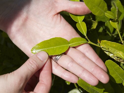 Makrut (Kaffir) Lime Leaves