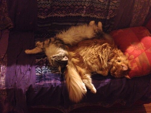 Rachael & Jellybean cuddling