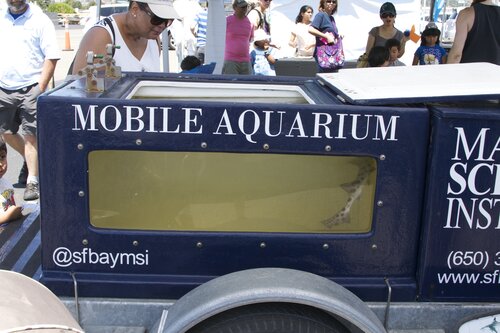 mobile shark tank