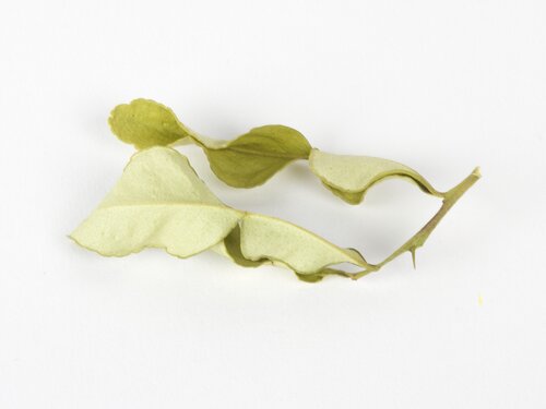 makrut lime leaves