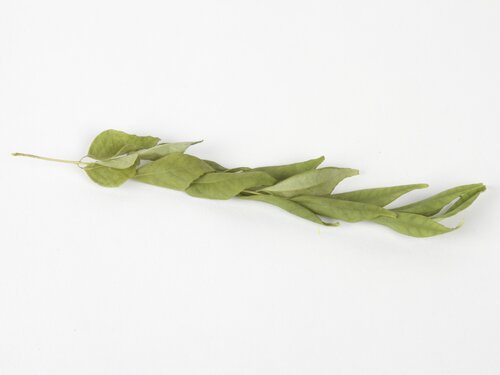 curry leaves