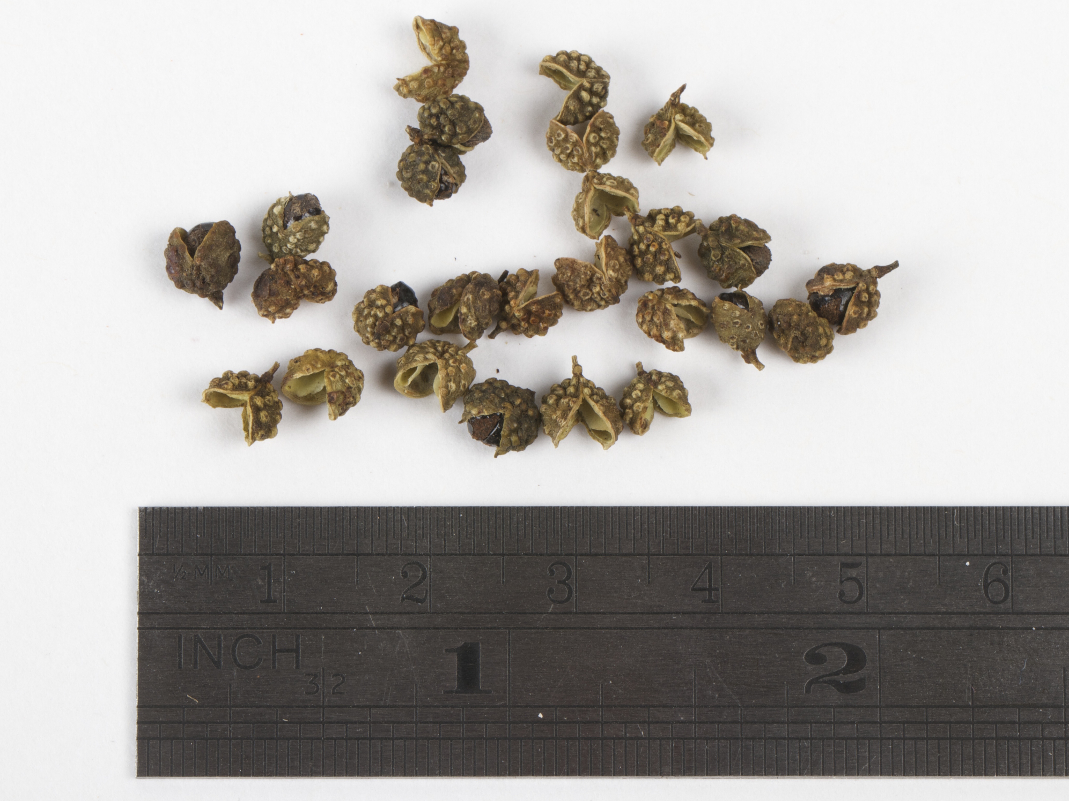 sichuan pepper
