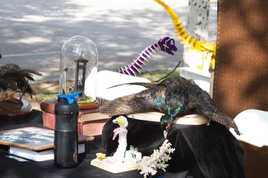 taxidermy and dinosaurs