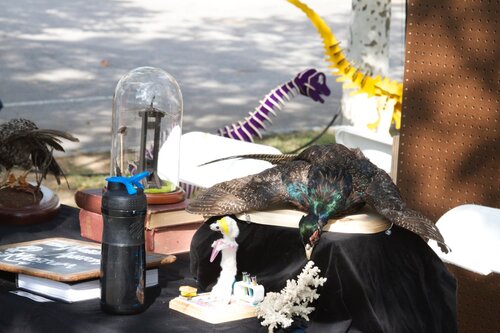 taxidermy and dinosaurs