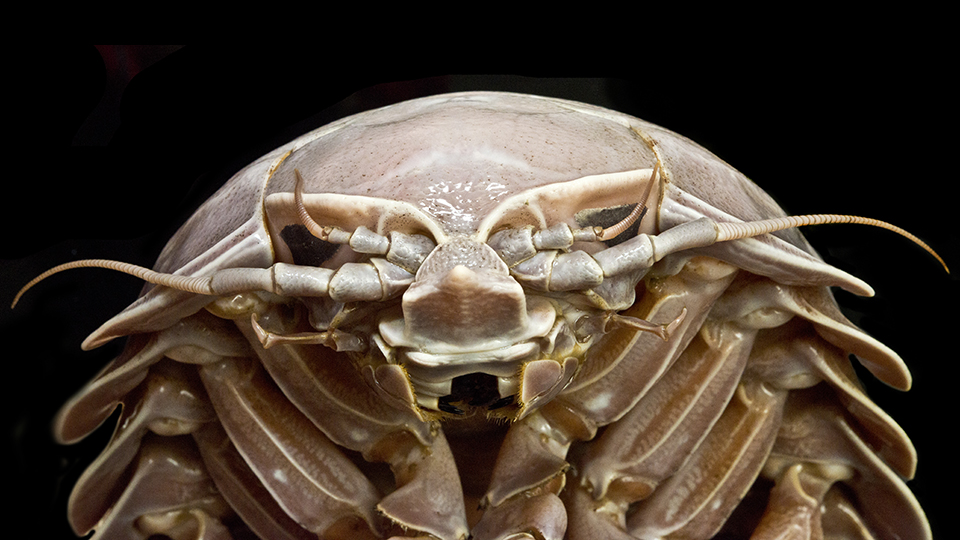 Anterior view of Bathynomus raksasa, a new species of giant isopod (Photo: SJADES 2018)